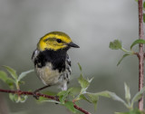 Paruline à gorge noire / Black-throated Green Warbler