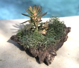 Succulent in Wood $15