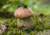 fungi