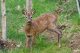 Deer and fox