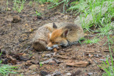 Foxes in the garden