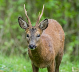 Deer in the Garden