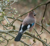 Garden birds