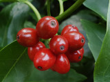 Red and green-Aucuba Japonica fruits.