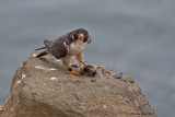Peregrine Falcon banded with #02Z