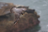 Peregrine Falcon flying off