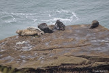 Harbor Seals not flying off