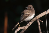 Black Phoebe fledgling (notice buffy wingbars and beak gape)