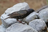 European Starling