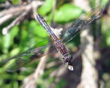 Blue Dasher Female