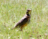 Juvenile Robin
