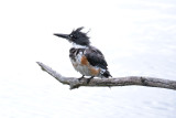 Juvenile Kingfisher