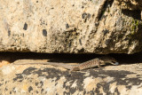18_d800_2290 Selinunte