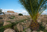 18_d800_2310 Selinunte