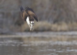Osprey plunge dive