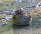 Grauwe Vliegenvanger - Spotted Flycatcher