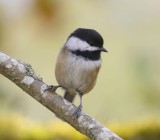 Amerikaanse Matkop - Black-capped Chickadee