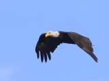 Amerikaanse Zeearend - Bald Eagle