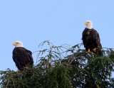 Amerikaanse Zeearenden - Bald Eagles