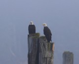 Amerikaanse Zeearenden - Bald Eagles