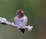 Annas Kolibrie - Annas Hummingbird