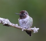 Annas Kolibrie - Annas Hummingbird