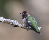 Annas Kolibrie - Annas Hummingbird