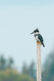 Bandijsvogel - Belted Kingfisher