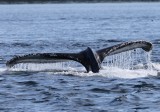 Bultrug - Humpback Whale