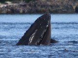 Bultrug - Humpback Whale