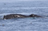 Bultrug - Humpback Whale