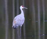 Canadese Kraanvogel - Sandhill Crane