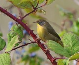 Gewone Maskerzanger - Common Yellowthroat