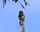 Grijze Junco - Dark-eyed Junco