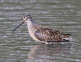 Grote Grijze Snip - Long-billed Dowitcher