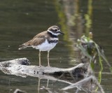 Killdeerplevier - Killdeer