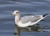 Prairiemeeuw - California Gull