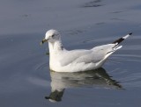 Ringsnavelmeeuw - Ring-billed Gull