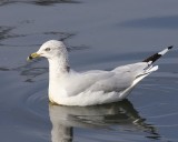 Ringsnavelmeeuw - Ring-billed Gull