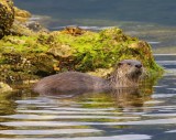 Rivierotter - River Otter