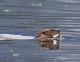 Rivierotter - River Otter