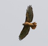 Roodstaartbuizerd - Red-tailed Hawk