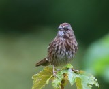 Zanggors - Song Sparrow