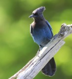 Stellers Gaai - Stellers Jay