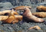 Stellerzeeleeuwen - Northern Sealions