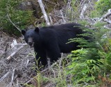 Zwarte Beer - Black Bear