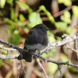 Zwarte Phoebe - Black Phoebe