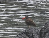 Zwarte Scholekster - Black Oystercatcher