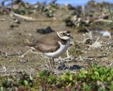 Kleine Plevier - Little Ringed Plover