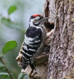 Kleine Bonte Specht - Lesser Spotted Woodpecker